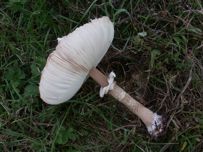 Passeggiata...(Macrolepiota procera)